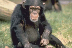 Chimpanzee facts