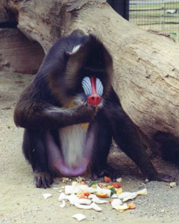 Mandrill Baboon