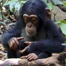 Chimpanzees in Rainforest