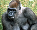 Some Facts About Silverback Gorillas