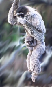 Silvery Gibbon