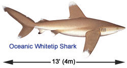 Oceanic Whitetip Shark