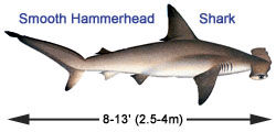 Hammerhead Shark