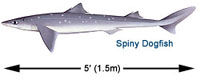 Spiny Dogfish