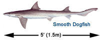 Smooth Dogfish