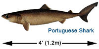 Portuguese Shark