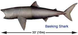 Basking shark