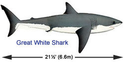 The great white shark