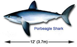 Porbeagle Sharks