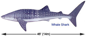 Whale Shark 