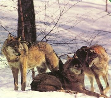 European Wolves